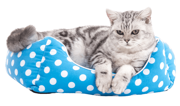 Silver tabby cat resting in a blue polka-dot cat bed