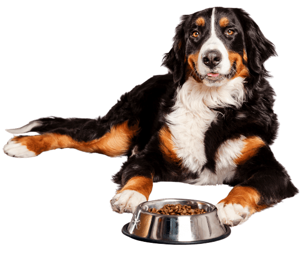 Bernese Mountain Dog relaxing beside a bowl of dry dog food