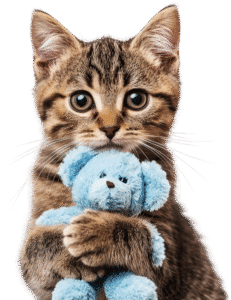 Top cat toys for indoor play and enrichment