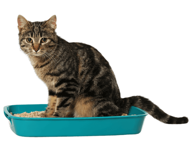 Best litter box setup for indoor cats