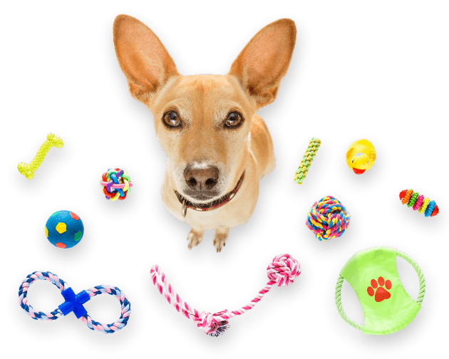 Small dog surrounded by colorful chew toys, ropes, and balls"