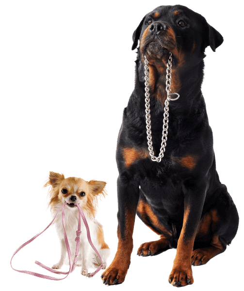 Large Rottweiler and small Chihuahua holding their leashes in mouths