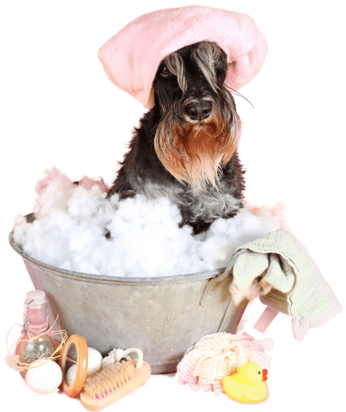 Dog in metal tub with bubbles and grooming supplies wearing a pink towel