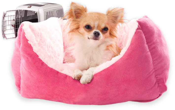 Comfy dog bed and plastic crate setup for small breed dogs