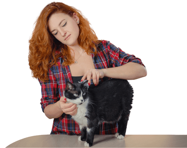 Cat being groomed by owner using grooming tools
