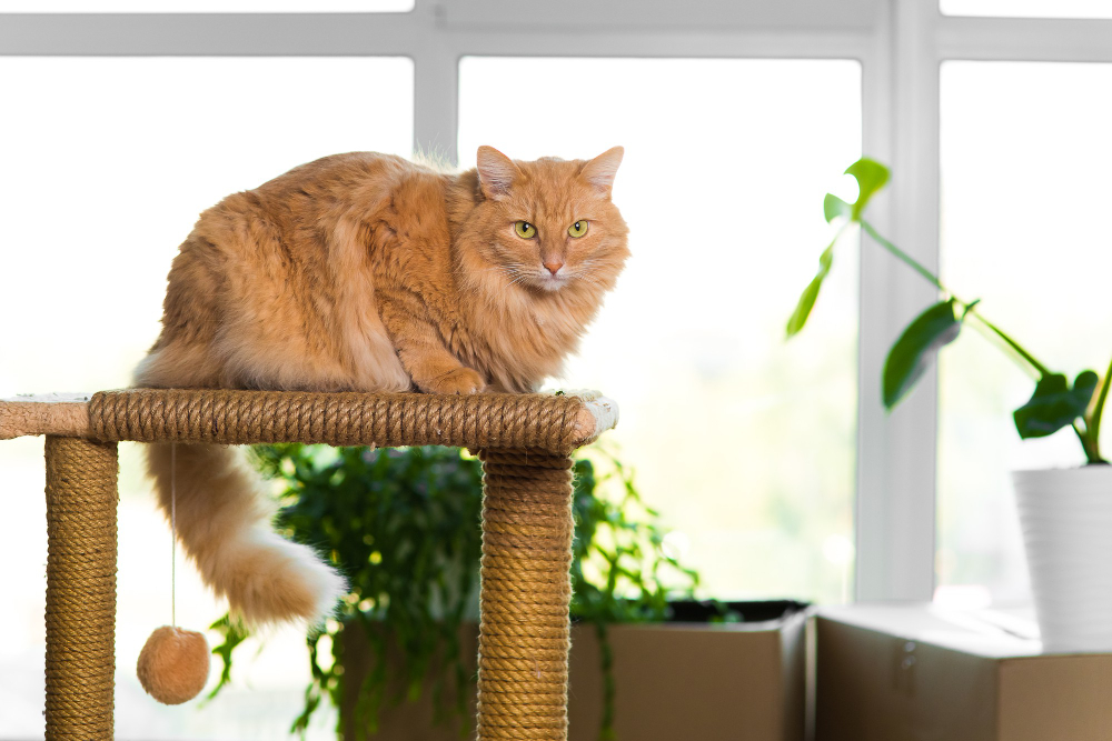 cat tree for large cats